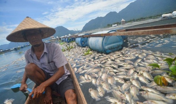 Dampak Angin Kencang dan Curah Hujan Tinggi, Kematian Ikan di Danau Maninjau Capai 15,2 Ton